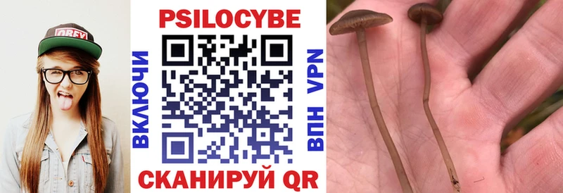 блэк спрут как зайти  Энгельс  Галлюциногенные грибы Psilocybe 