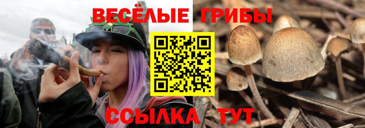 Энгельс  Псилоцибиновые грибы MAGIC MUSHROOMS  Вход с VPN 